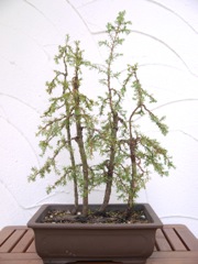 Stechwacholder Floß gestaltet