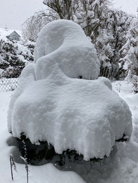 Muschelzypresse Winter