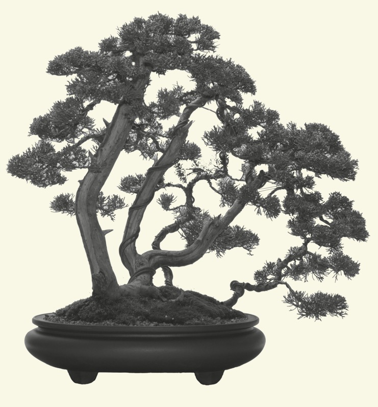 Thuja trans s:w