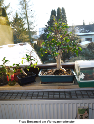 Fensterbenni