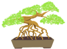 Nebari trans