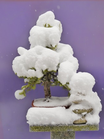 Fichte April 2022 Schnee