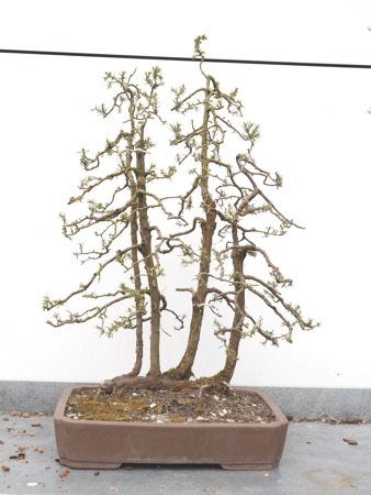 Stechwacholder Floß 2026