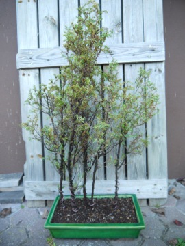 Stechwacholder Floß03