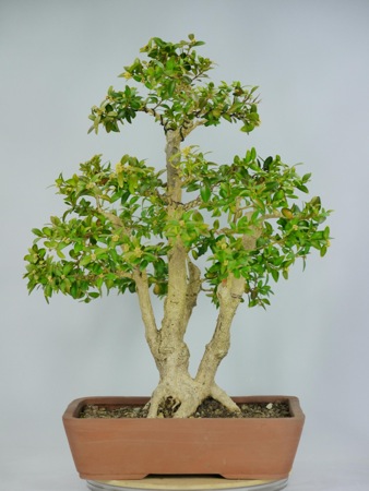 Buchs 1 20