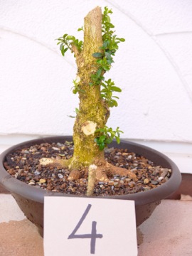 Buchs 4 14 Fr