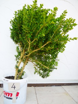 Buchs 4 RohR