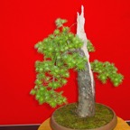 DSC05865.jpg