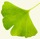 ginkgo-biloba-leaf-Hintergrund Homepage