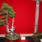 IMG_2913.JPG